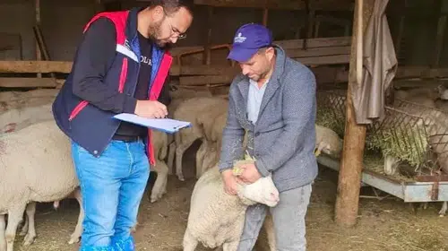 Afyonkarahisar'da küçükbaş hayvancılığa mercek: Proje sahaları tek tek denetlendi