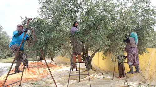 Zeytin dalında kadın dokunuşu: Aydın’da hasat yöntemi baştan aşağı değişti
