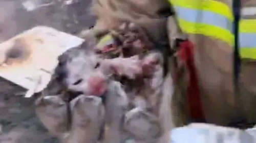 Turgutlu’da dumanların arasından gelen mucize: İtfaiye ekipleri iki yavru kediyi ölümden döndürdü