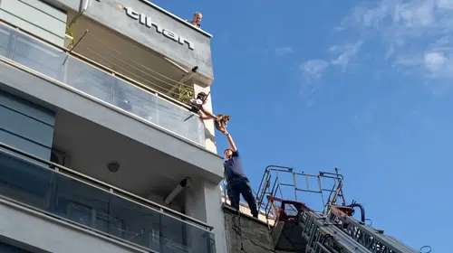 Efeler'de korkulu bekleyiş: Çatıya tırmanan kedi ekipleri alarma geçirdi