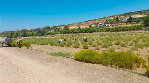 Didim’de toprak berekete dönüştü: Belediyenin fidanlığı hem üretiyor hem eğitiyor