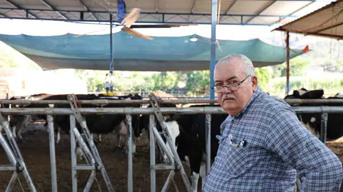 Aydınlı üreticiden kavurucu sıcaklara karşı teknolojik çözüm: İnekler vantilatörle ferahlıyor