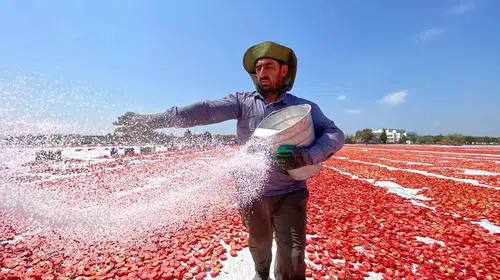 İtalyan mutfağının gizli kahramanı Torbalı’dan çıkıyor: Kuru domatesin rotası dünya