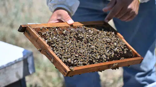 Manisa'da arıcılıkta yeni dönem: Üreticiye tam hibe, geleceğin nesillerine bal ikramı