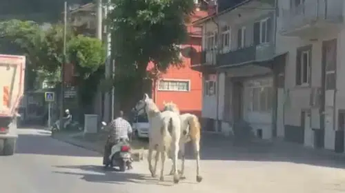 Kütahya sokaklarında tehlikeli yolculuk: Atları motosiklete bağlayıp trafiğe çıktı