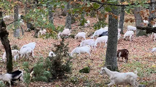 Ormanların sessiz koruyucuları: Keçiler yangınlara karşı doğal kalkan olabilir
