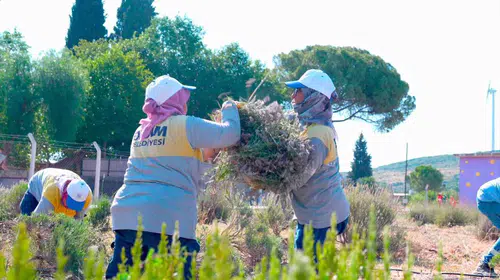 Didim'de lavanta bereketi: Belediye kendi bahçesinden hasat yaptı