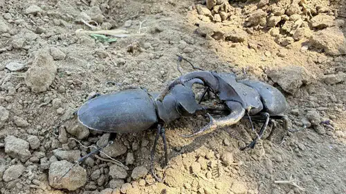 Tarlada çapa yaparken fark etti: Doğanın gizli kahramanı Gördes'te ortaya çıktı
