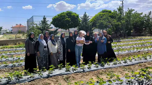 İscehisar’da toprağın yeni rengi çilek oldu: İlk mahsuller toplandı