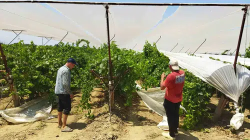 Alaşehirli bağcılar iklim riskine karşı önlemi artırdı: Hasat artık daha güvende