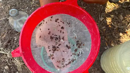 Akhisar’da zeytin bahçelerinde alarm zilleri: Ekipler sahada yoğun mesaide