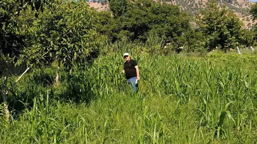 Aydın’da su tasarrufu sağlayan hamle: Tarlalarda sorgum bereketi