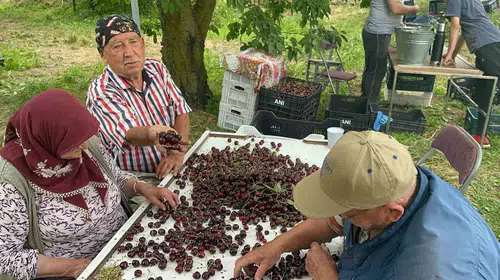 Kirazda bereket krizi: Rekor verim üreticinin sevincini kursağında bıraktı