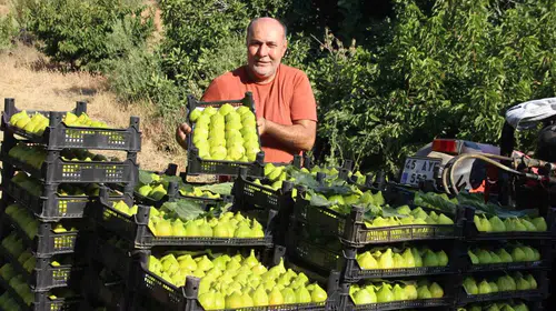 Turgutlu’nun "altın" inciri markete girmeden tükeniyor: Fiyatlar sezon sonunda tersine döndü