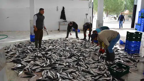 Muğla’nın dış ticaretinde dev fark: İhracat rakamları ithalatı üçe katladı