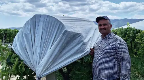 Sarıgöl Ovası'nda hasat öncesi beyaz seferberlik: Üreticinin gözü kulağı fiyatlarda