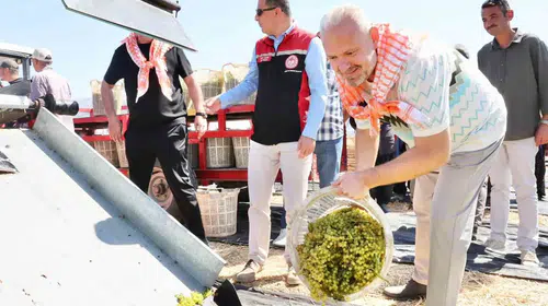 Menemen’de bağlar dile geldi: 18 bin tonluk bereket sofralara taşınıyor