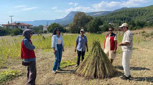 Muğla’nın altın susamı için kritik süreç başladı: Tarlalarda denetim dönemi