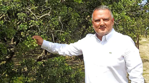 Çeşme’nin sakız ağaçları bilim dünyasının zirvesinde: Sağlık değeri tescillendi