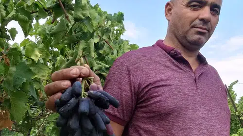 Sarıgöl'ün yeni gözdesi: Çekirdeksiz siyah üzümde ilk hasat heyecanı