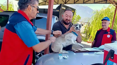 Çay ilçesinde minik dostlar için sağlık seferberliği: Kayıt altına alınıyorlar