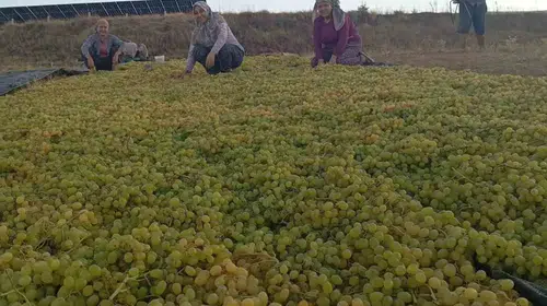 Sarıgöl'de üzüm üreticisinin yeni rotası: Yaş satıştan kurutmaya geçiş