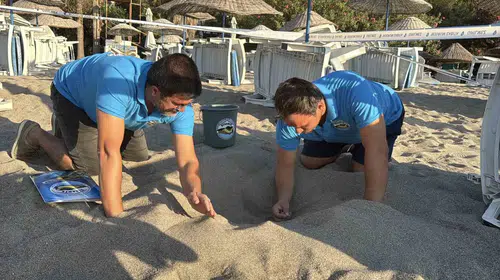 Bodrum'un kumsallarında mucizevi anlar: 62 minik yaşam mavi sulara kavuştu