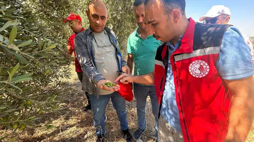 Manisa zeytinliklerinde hummalı çalışma: 2026 sezonu için ilk veriler toplanıyor