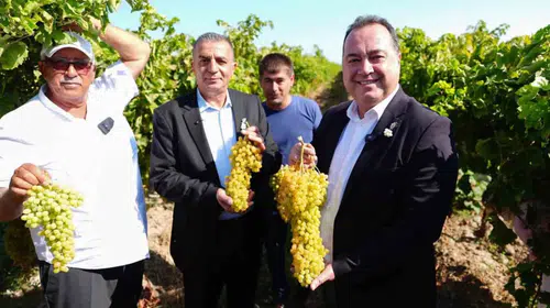 Manisa’nın altın sarısı üzümü için hasat vakti: Bağbozumu geleneği yeniden canlandı