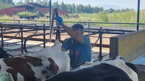 Söke’de ari işletmelerde sağlık takibi: Kan örnekleri laboratuvara gönderiliyor