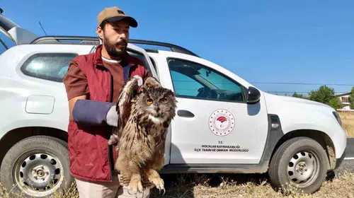 Sandıklı’da Doğada Bitkin Bulunan Puhu Kuşu Şifa Yuvasına Kavuştu