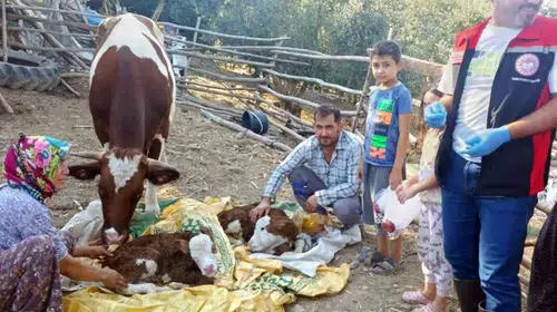 Muğla'da buzağı ölümlerine karşı 7/24 ihbar hattı: İlk 24 saat hayati önem taşıyor