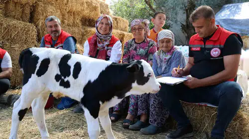 Muğla’da hayvancılığın geleceği için kritik hamle: Buzağı kayıplarına karşı 30 kişilik özel ekip