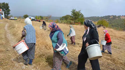 Manisa’nın gizli hazinesi: Dağlardan toplanan çitlembikler sanayiye hayat veriyor