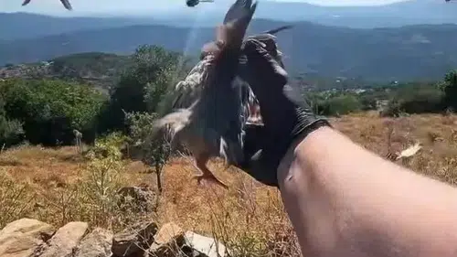 Aydın’ın yaban hayatına kanat çırpan destek: Kınalı keklikler doğaya bırakıldı