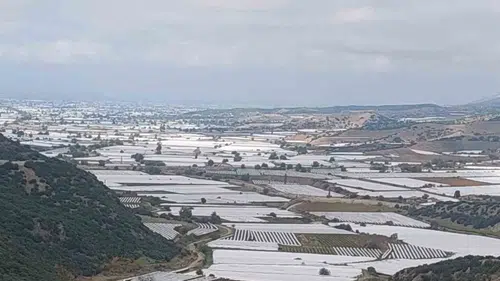 Sarıgöl'de beyaz örtülerin altındaki sessiz bekleyiş: Hasat neden durdu?