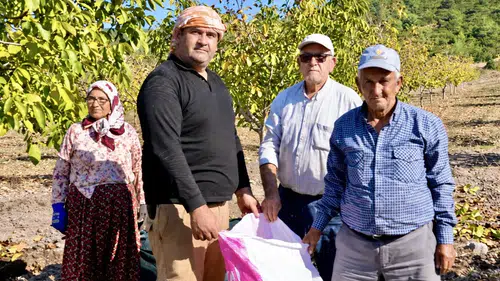 Akhisar’da toprağa yatırım yapan kazanıyor: 26 hektarlık sahada hasat vakti