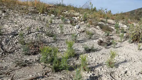 Manisa’nın kalbindeki yaralar sarılıyor: Seyitoba’da fidanlar toprakla buluşmaya hazırlanıyor