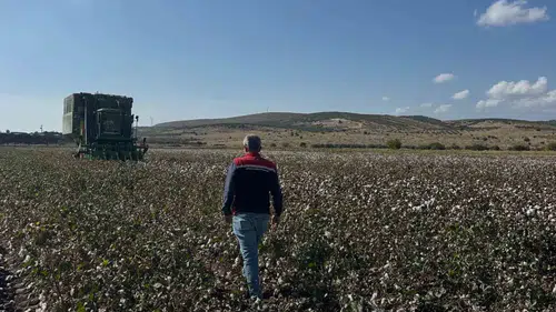 Aliağa’da tarlalar beyaza büründü: Çiftçinin yıl boyu süren emeği hasada dönüştü
