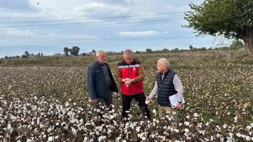 Beyaz altında hasat zamanı: Efeler’de tarladan sofraya denetim
