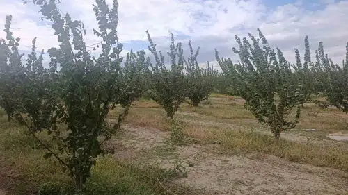 Çivril topraklarında yeşil devrim: Kimyasal yerine doğa dostu yöntemler devrede