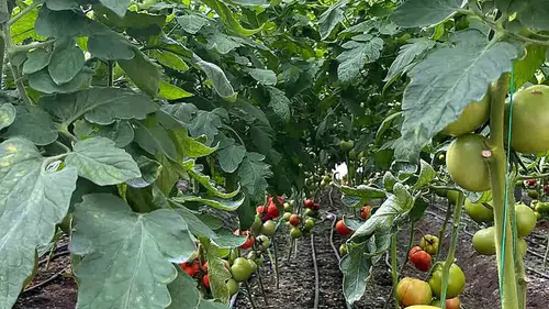 Dalaman’da tarımda kalite seferberliği: Uzmanlar seraları tek tek denetliyor