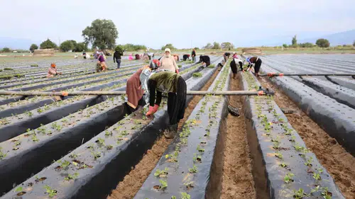 Toprakta hummalı çalışma: Aydınlı üreticiler kış çileği için sahaya indi
