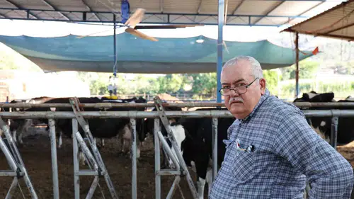 Aydınlı üreticiden kavurucu sıcaklara karşı teknolojik çözüm: İnekler vantilatörle ferahlıyor