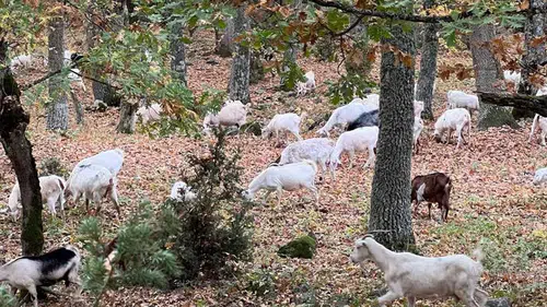 Ormanların sessiz koruyucuları: Keçiler yangınlara karşı doğal kalkan olabilir