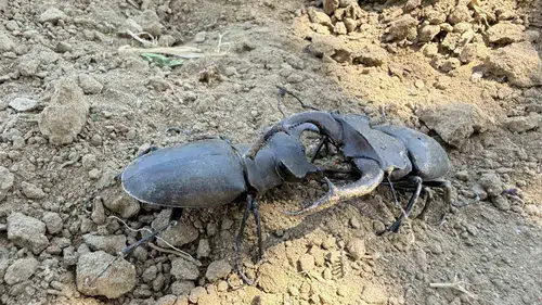 Tarlada çapa yaparken fark etti: Doğanın gizli kahramanı Gördes'te ortaya çıktı