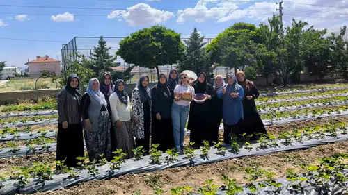 İscehisar’da toprağın yeni rengi çilek oldu: İlk mahsuller toplandı