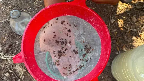Akhisar’da zeytin bahçelerinde alarm zilleri: Ekipler sahada yoğun mesaide