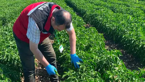 Manisa’da tarladan sofraya güvenli gıda denetimi: Organik ürünler laboratuvara taşınıyor