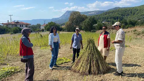 Muğla’nın altın susamı için kritik süreç başladı: Tarlalarda denetim dönemi
